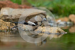 Hawfinch