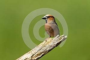 Hawfinch