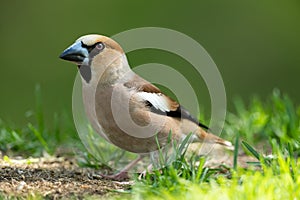 Hawfinch