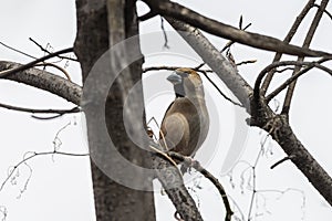 Hawfinch