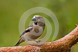 Hawfinch