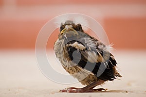 Hawfinch