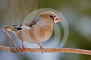 The Hawfinch