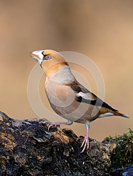 Hawfinch