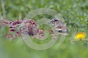 Hawfinch