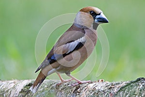 The Hawfinch