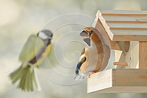 Hawfinch in the bird feeder