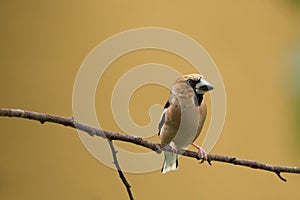 Hawfinch Bird, isolated on yellow background, little chick brown bird