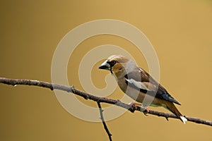 Hawfinch Bird, isolated on yellow background, little chick brown bird after rain