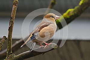 Hawfinch bird perching on a branch with green moss