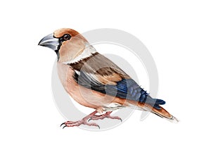 Hawfinch bird. Watercolor realistic illustration. Hand drawn Europe common wildlife small animal. Coccotgraustes