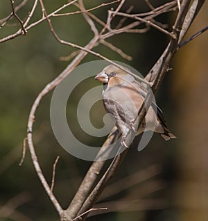 Hawfinch on branch