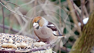 Hawfinch on a branch