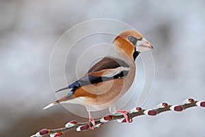 Hawfinch (Coccothraustes coccothraustes)