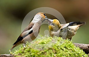 Hawfinch (Coccothraustes coccothraustes)