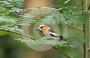 Hawfinch (Coccothraustes coccothraustes)