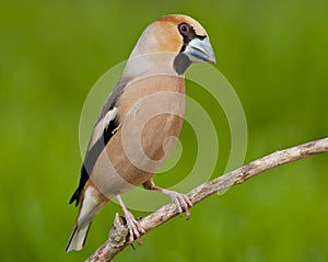 Hawfinch (Coccothraustes coccothraustes)