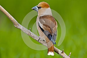 Hawfinch (Coccothraustes coccothraustes)