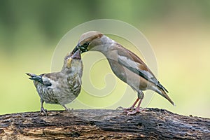 Hawfinch Coccothraustes coccothraustes on a branch
