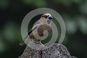 Hawfinch Coccothraustes coccothraustes on a branch