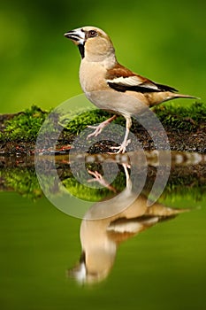Hawfinch, Coccothraustes coccothraustes, brown songbird sitting in the water, nice lichen tree branch, bird in the nature