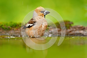 Hawfinch, Coccothraustes coccothraustes, brown songbird sitting in the water, nice lichen tree branch, bird in the nature habitat,