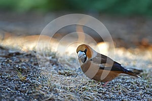 Hawfinch Coccothraustes coccothraustes on the frosted grass