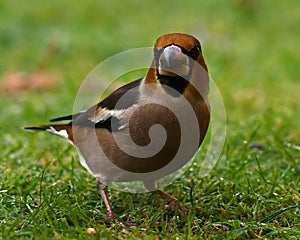 Hawfinch Coccothraustes coccothraustes male