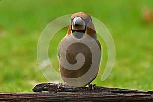 Hawfinch Coccothraustes coccothraustes male