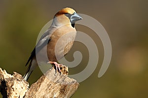 The Hawfinch Coccothraustes coccothraustes male on the  old branch in the morning sun