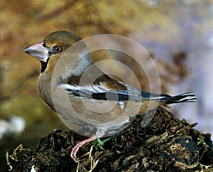 Hawfinch, coccothraustes coccothraustes, Male standing on Branch