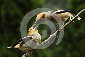 The Hawfinch Coccothraustes coccothraustes maleis feeding the youngh on the old branch