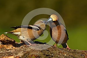 The Hawfinch Coccothraustes coccothraustes pair, male is feeding feline