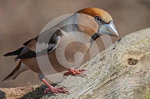 Hawfinch (Coccothraustes coccothraustes) perched in the forest