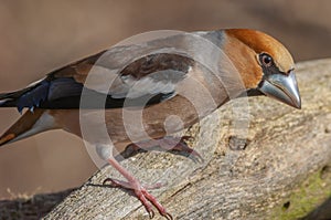 Hawfinch (Coccothraustes coccothraustes) perched in the forest