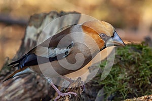 Hawfinch (Coccothraustes coccothraustes) perched in the forest