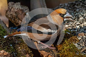 Hawfinch (Coccothraustes coccothraustes) perched in the forest