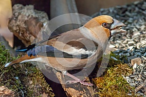 Hawfinch (Coccothraustes coccothraustes) perched in the forest