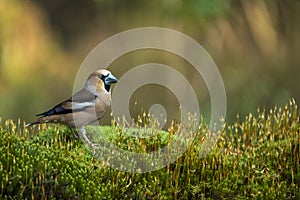 Hawfinch, Coccothraustes coccothraustes, single bird