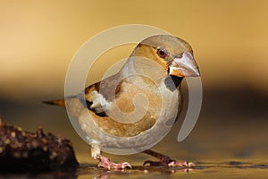The hawfinch (Coccothraustes coccothraustes) sitting on the branch.