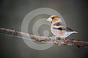 Hawfinch Coccothraustes coccothraustes sitting in the branch