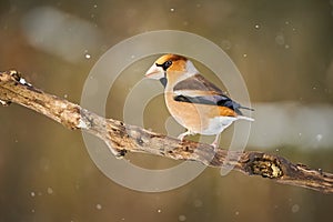 Hawfinch Coccothraustes coccothraustes sitting in the branch