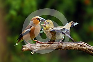 The hawfinch Coccothraustes coccothraustes sitting on the branch, feeding its begging young. Large European songbirds with a