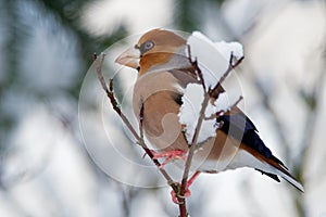 Hawfinch - Coccothraustes coccothraustes sitting on the branch in winter