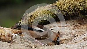 A hawfinch Coccothraustes coccothraustes sitting and feeding on the old branch.