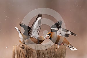 Hawfinch Coccothraustes coccothraustes. Songbirds fight on the feeder for food in winter