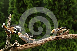 The Hawfinch Coccothraustes coccothraustes three males fighting on the same old branch