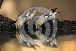 The hawfinch Coccothraustes coccothraustes ,a young pair drinking from waterholes. A pair of young songbirds with massive beaks