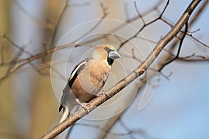 Hawfinch - Coccothraustes coccothrautes in the forest