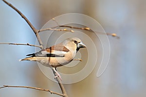 Hawfinch - Coccothraustes coccothrautes in the forest